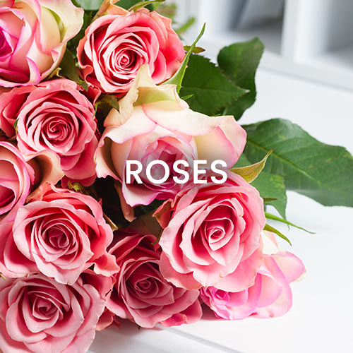 Roses
